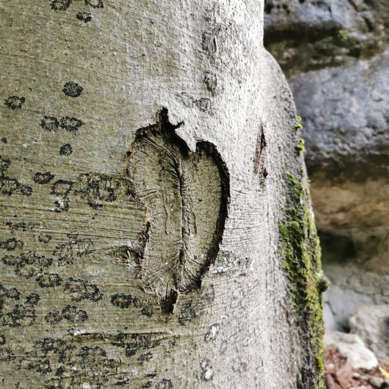 Eine vertiefte Kerbe in der rauen Baumrinde, umgeben von Moos und Steinen.